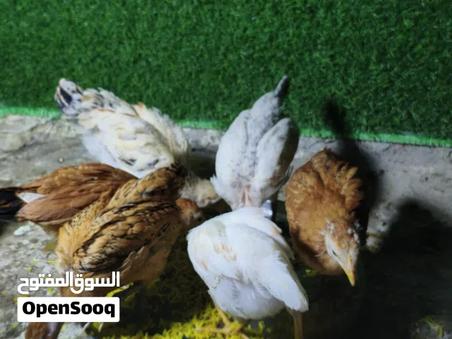 دجاج عرب كويتي العدد 15 ماخذات جميع لقاحات نقشات حلوه سعر الزوج 12 الف