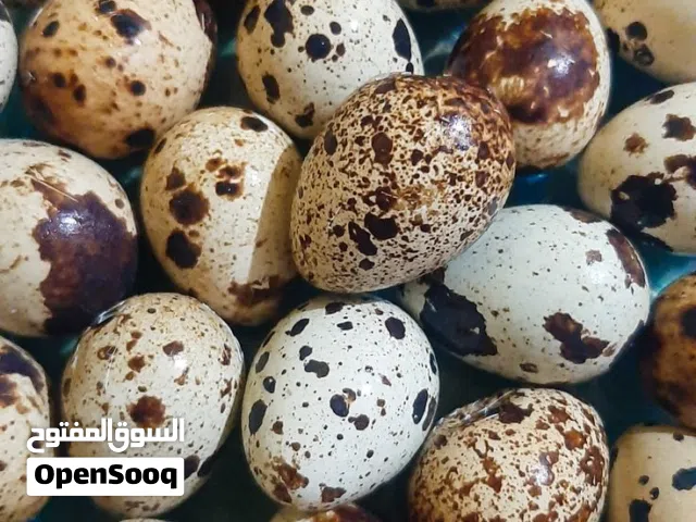بيض سمان ياباني مخصب جاهز للتفقيس