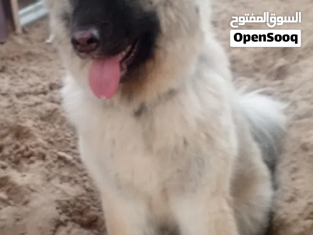 كلب بصحة جيدة