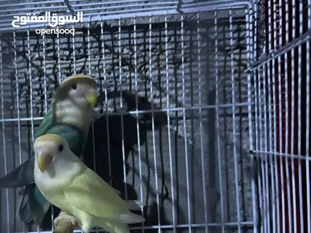 كوبيه بركديلو