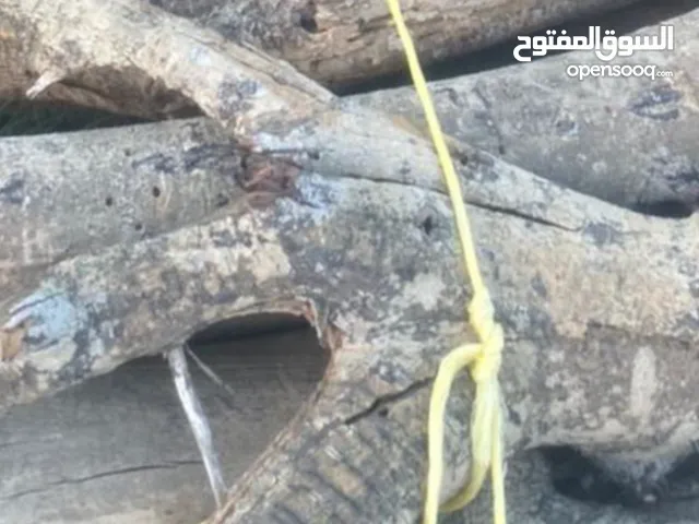للبيع حطب سمر وسدر وغاف