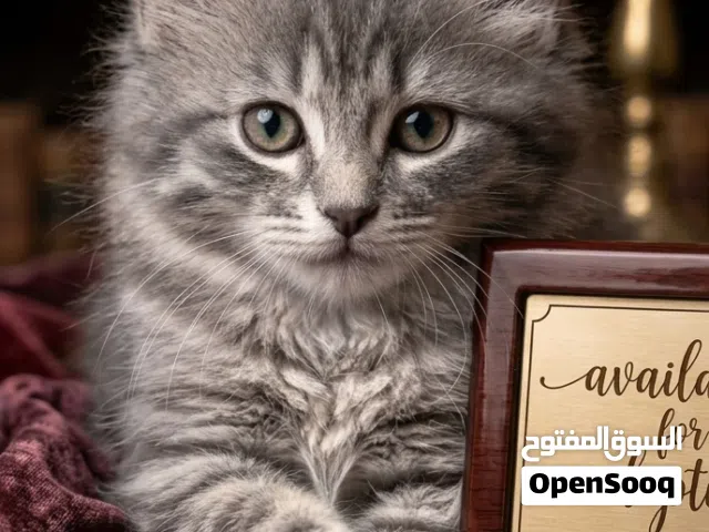 كيتنز "مون فيس" فخامة.. جمال، نظافة، وصحة حديد