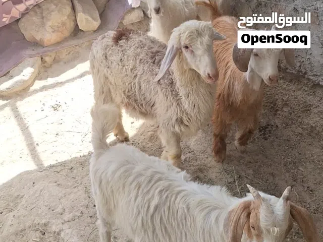 مراضيع للبيع