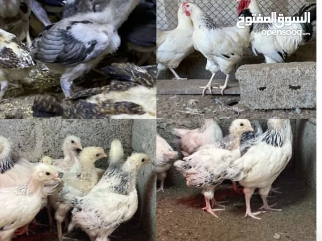 البيع ديوك فرنسية السوسكس + فروخ السوسكس + فروخ كويتي حبب + عماني القزم+ فروخ رومي +فروخ باكستاني