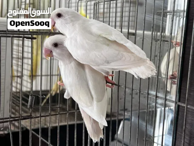 السلام عليكم كوبيه بركديلو البينو