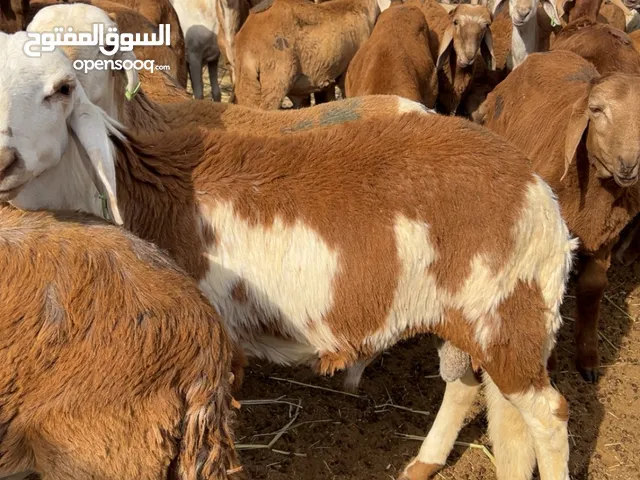 طليان سواكني