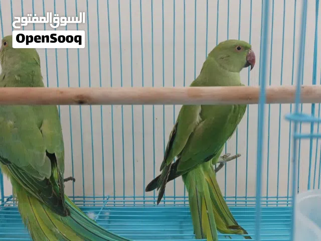 للبيع متوه دره