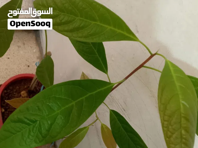 أشجار مثمرة