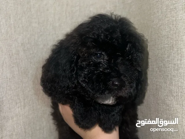 Toy poodle puppies