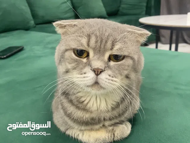 Scottish Fold grey male cat