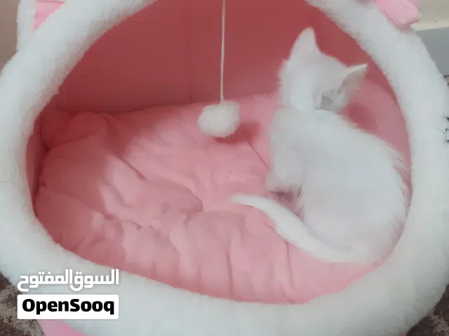قطة شيرازية مع أولادها  الاربعة