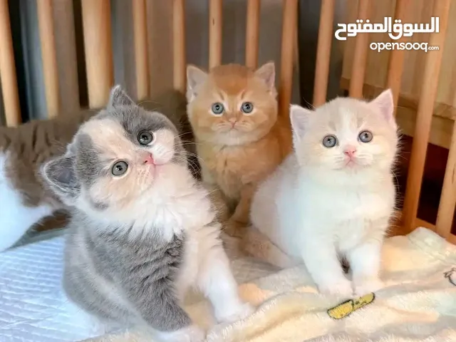 shorthair British kittens