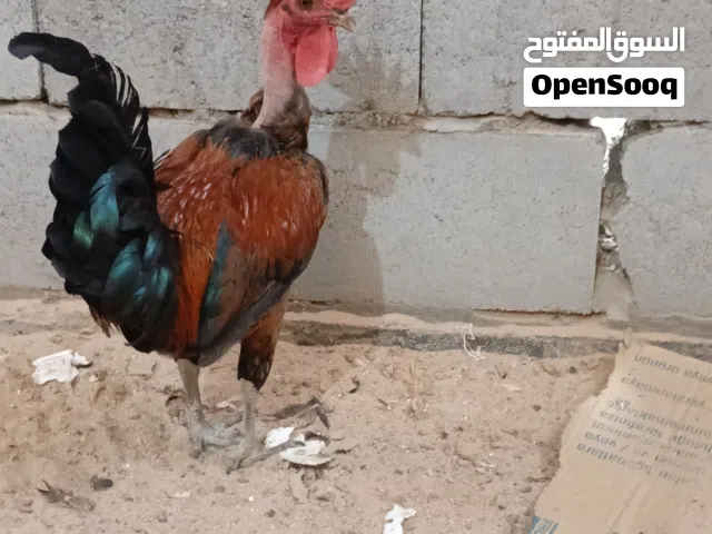 دجاجه وديك للبيع
