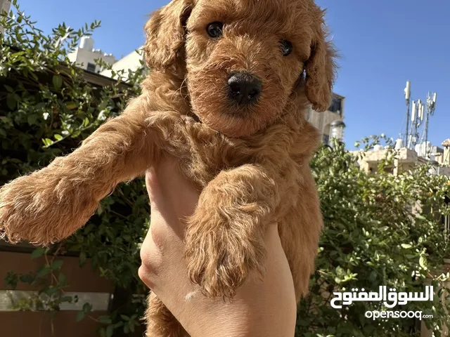 جراء توي بودل للحجز