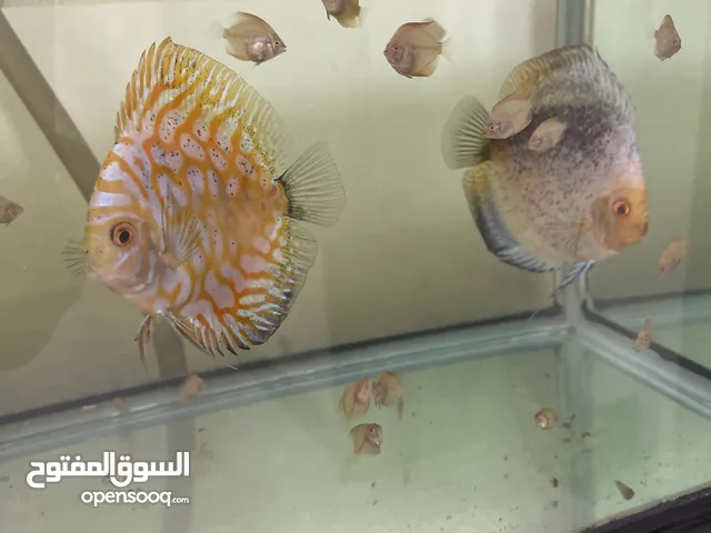 Discus confirmed breeding pair for sale along with 25 fries