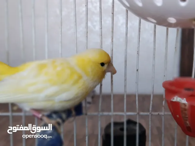 طيور كنار متوفر الكميه الي بدك اياها