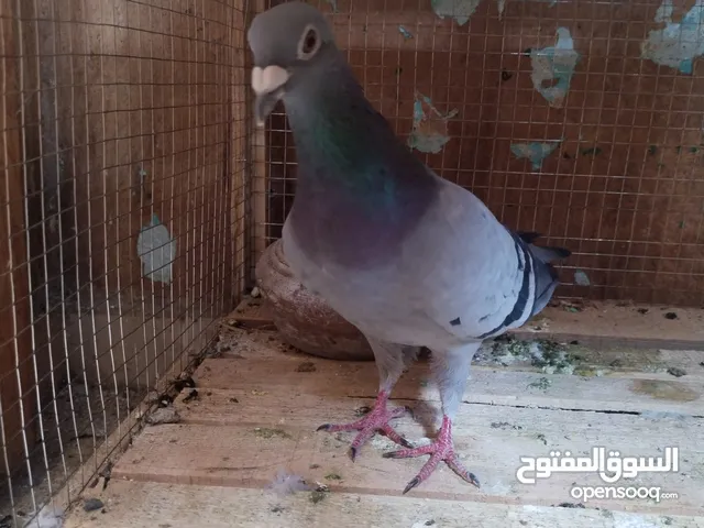 افضل انواع الزاجل بمواصفات عاليه