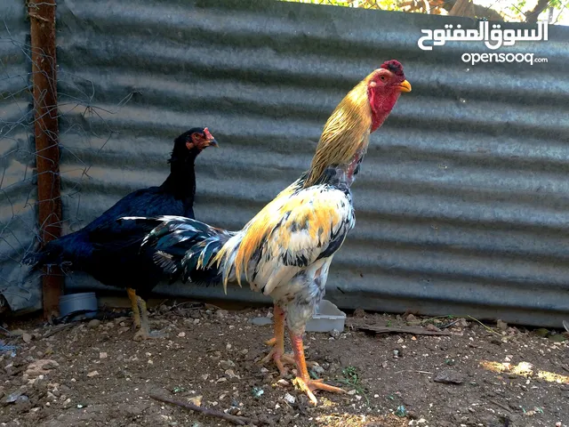 جوز باكستاني نخب اول