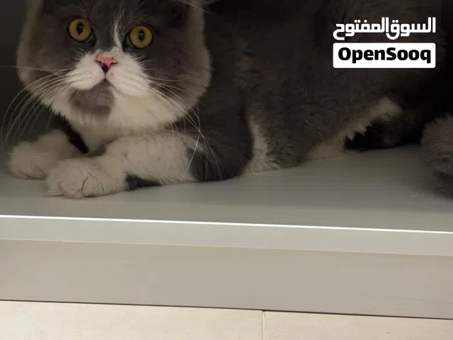 قطط التبني