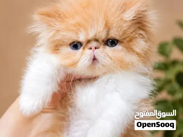 بيرشن زورار