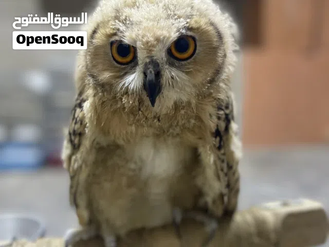 بومه عمر 3 اشهر