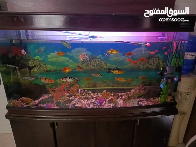 حوض سمك امريكي معدل حجم كبير