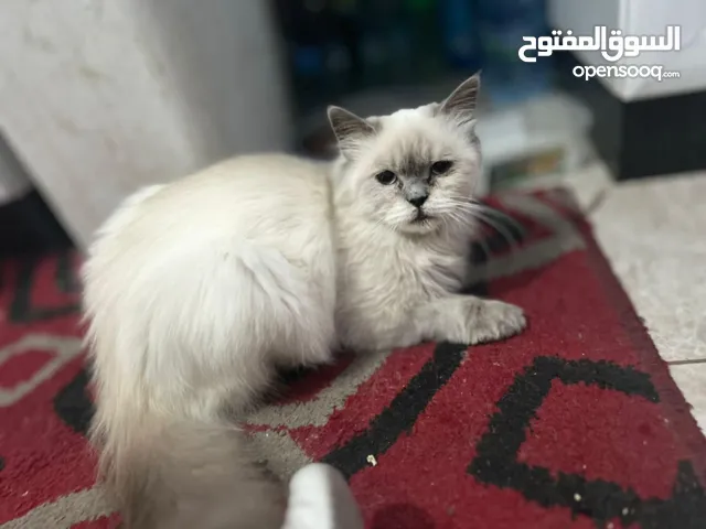 بس هيمالايا البيع بس صحا امنيحا بس لعوب بس ما في طوصي الموقع رام الله والبيرة البلوع البس بجنن حلوه