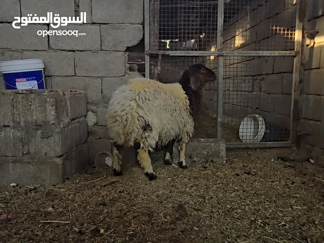 ورجينه سمينه معلوفه براسه طحين العنوان البصره ابي الخصيب شراي يتصل على رقم