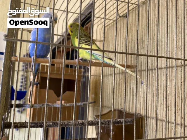 للبيع عصافير استرالي (بادجي) صحة ونشاط ما شاء الله بالقفص والملحقات كاملة .