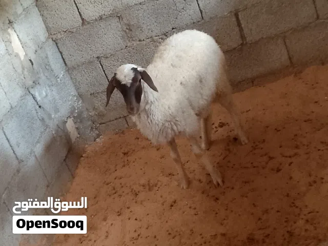اربعه فطايم