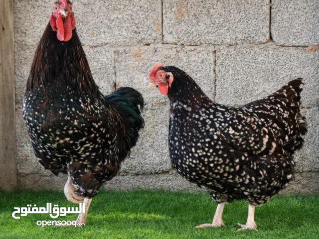 متوفر بفضل الله زوز دجاجة وفروج سايكس زهري لاقوة إلا بالله دحي نضاف خالية من اي أمراض أحضان طبيعي مك