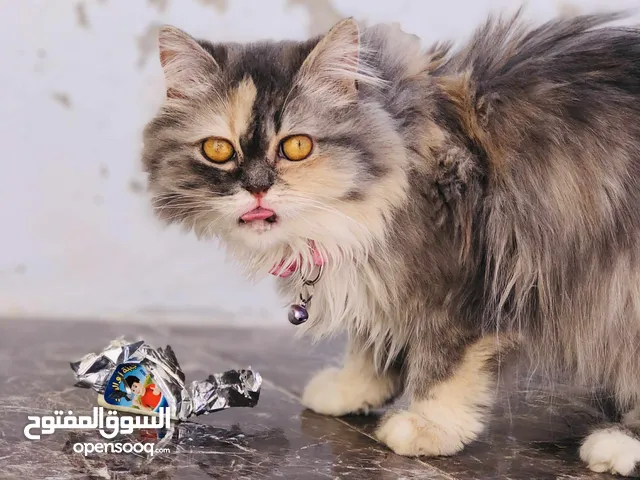 قطه هيمالايا عمر 8 شهور ما شاء الله