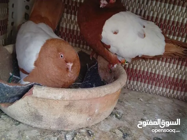جوز مزهورات تحتن بيض وجوز بولنديات تحتن فرخين وفرخين مزهورات للبيع موجودات بعمان جبل النزهة مطلوب ف