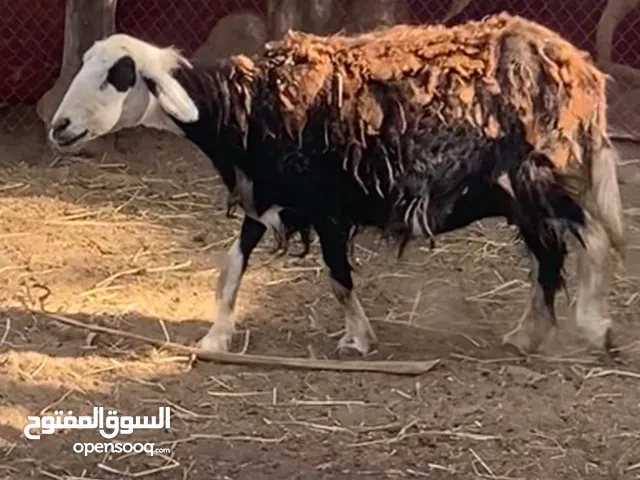 جاعده عشار للبيع