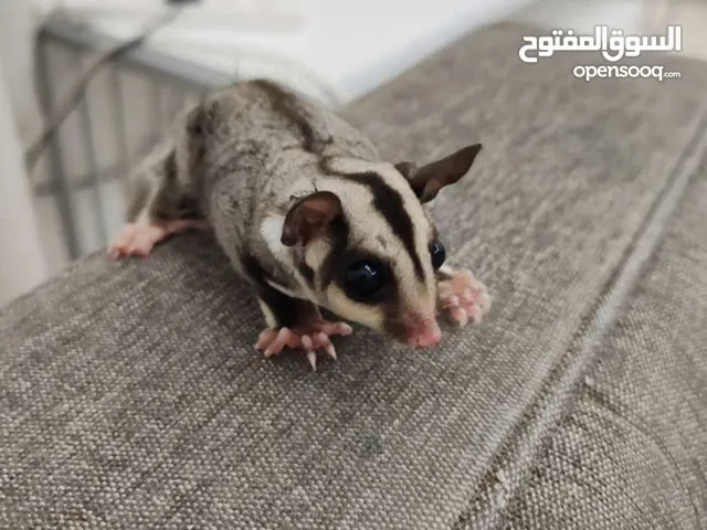 سنجاب طائر (شوقر قلايدر)