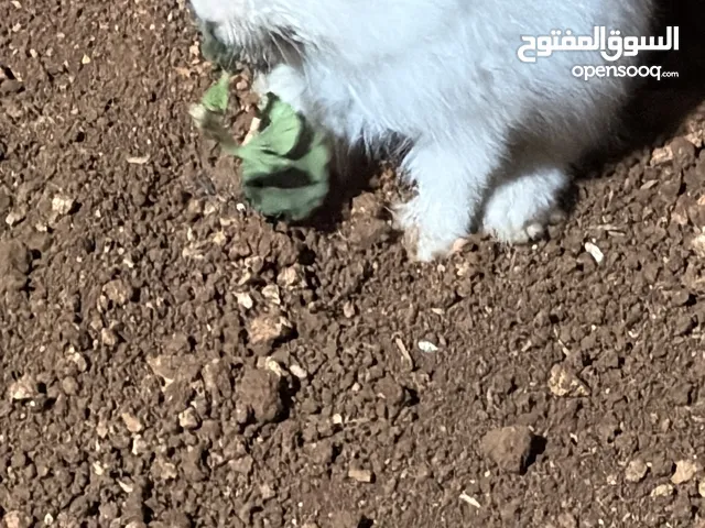 أرانب كلهم فرنسي و في جاجة