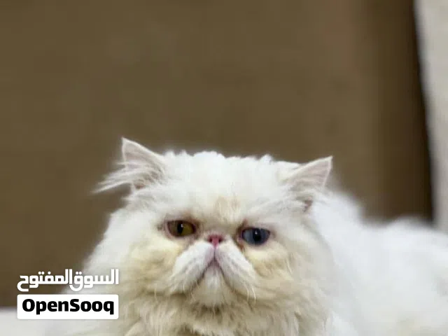 ذكر بيرشن سنتين