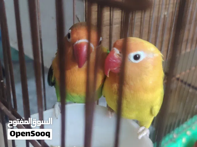 غندور زوج بيضات مع القفص وبيت التكاثر