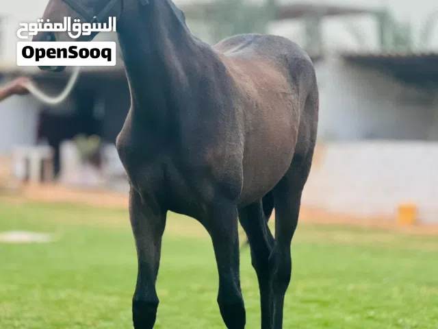 فلوه ربي يبارك مشاء الله