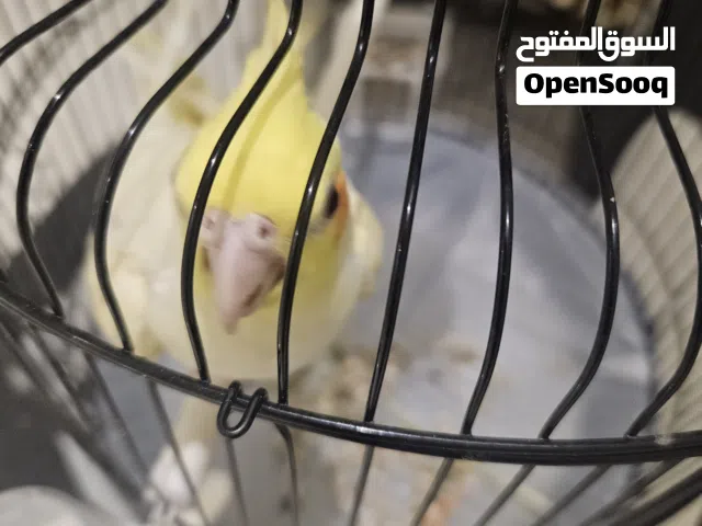 طائر كوكتيل