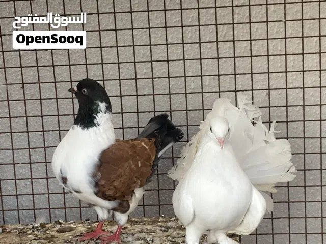 لبيع حمام مشكل الي حاب