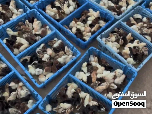 صيصان تهجين عماني فرنسي الحبه ب 200 بيسه