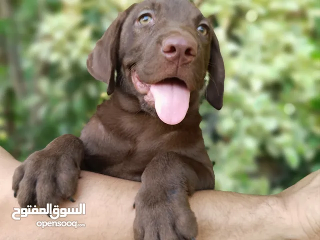 لابرادور شوكليت بيور Labrador chocolate