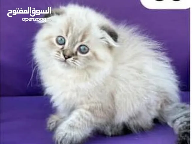 كيتين هيمالايا
