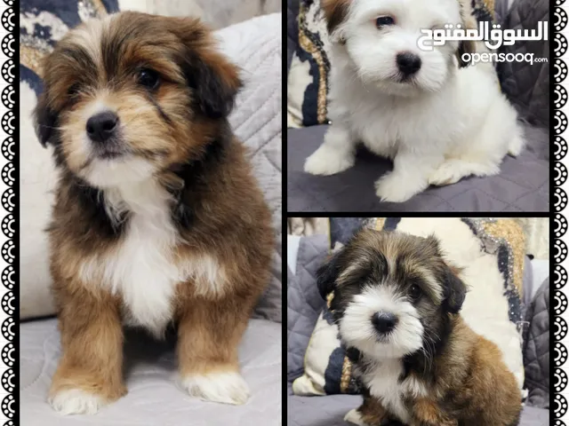 55 Days, Havanese Home Born Pure Puppies