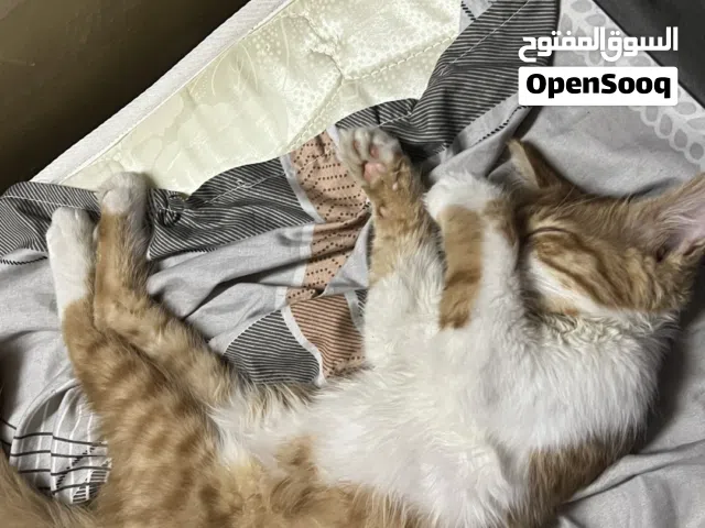 Cat for adoption 4 month old