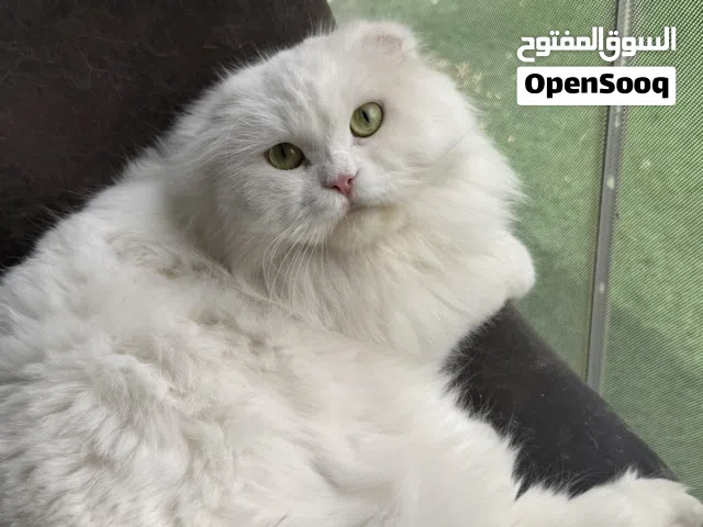 قطه للبيع جامبو ريشيه