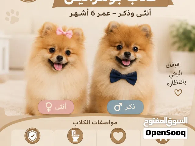 جراء بومرينيان أصيلة – 6 أشهر – جميع التطعيمات – مدربة على الحمام – صحة ممتازة – العين