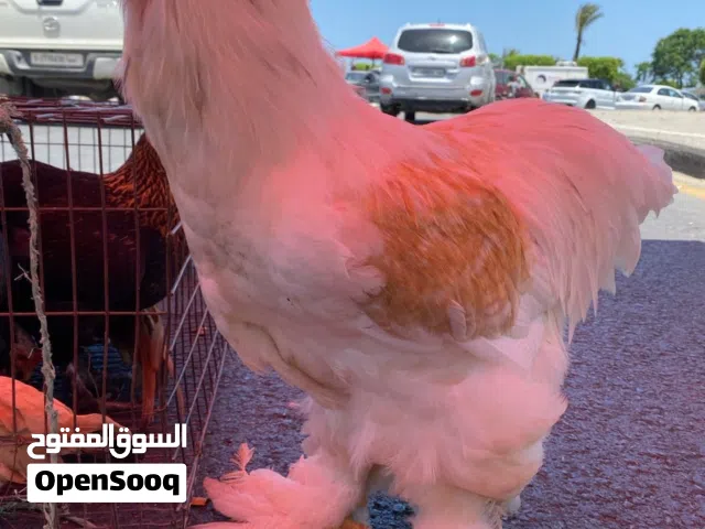 تبارك الرحمن ثلاجي مكتف ليموني حاجه منضما تبيع روحه بروحه عمره 9 شهور براهم العملاق مزال يولي كبير