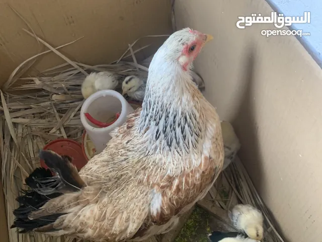 دجاجة عرب اصلية كلاش محجلة